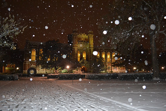 Nikon D3100 sample photo. Bizzell in the snow photography
