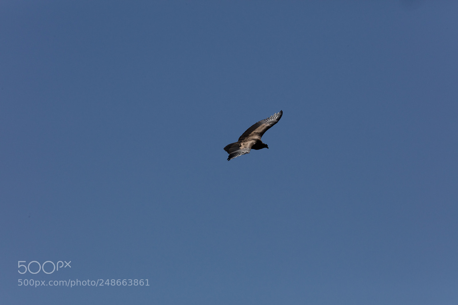 Canon EOS 5DS R sample photo. Condor flying  in peru photography