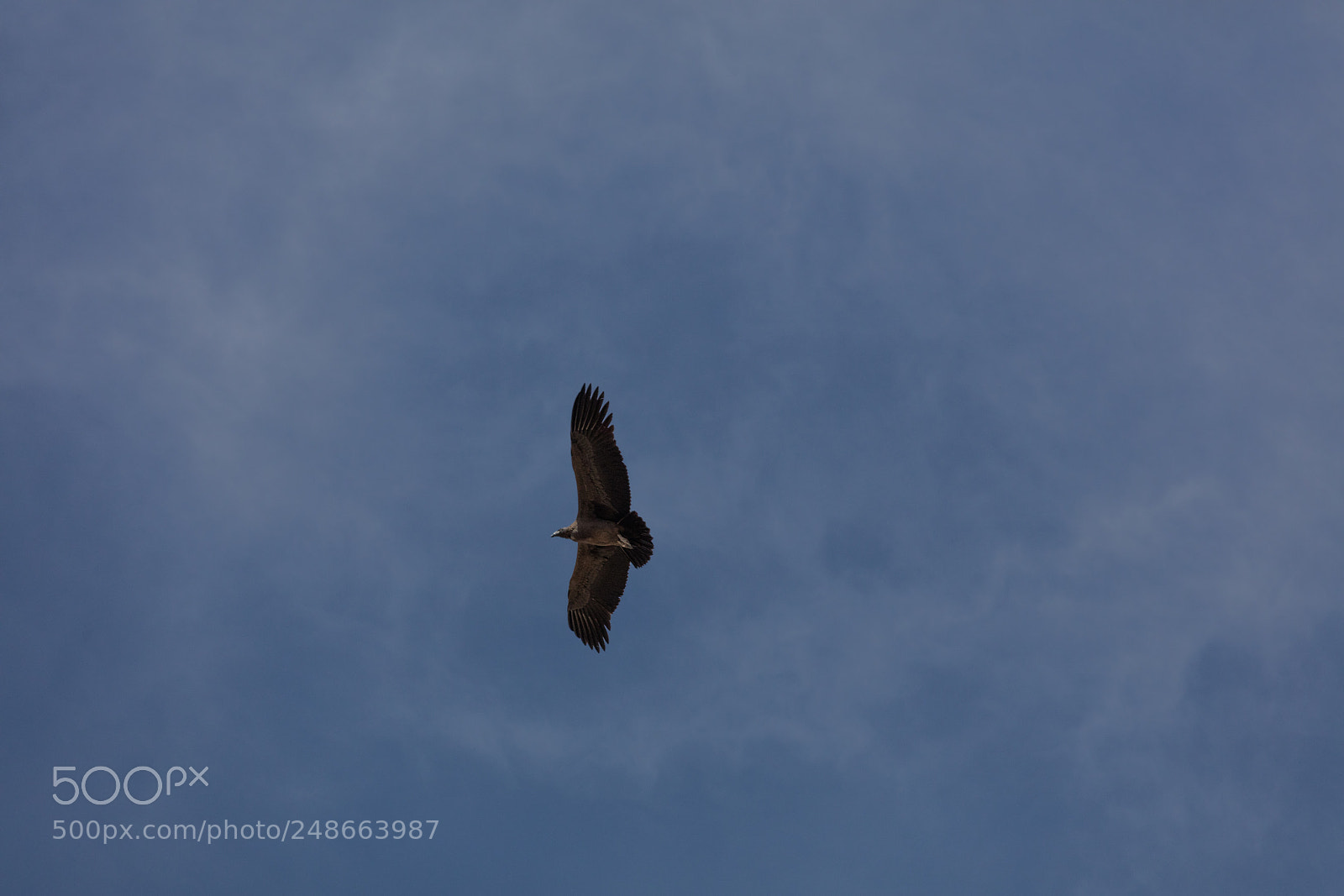 Canon EOS 5DS R sample photo. Condor flying  in peru photography