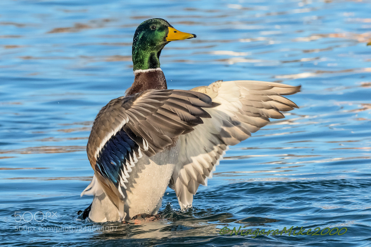 Nikon D850 sample photo. Mallard drake flapping in photography