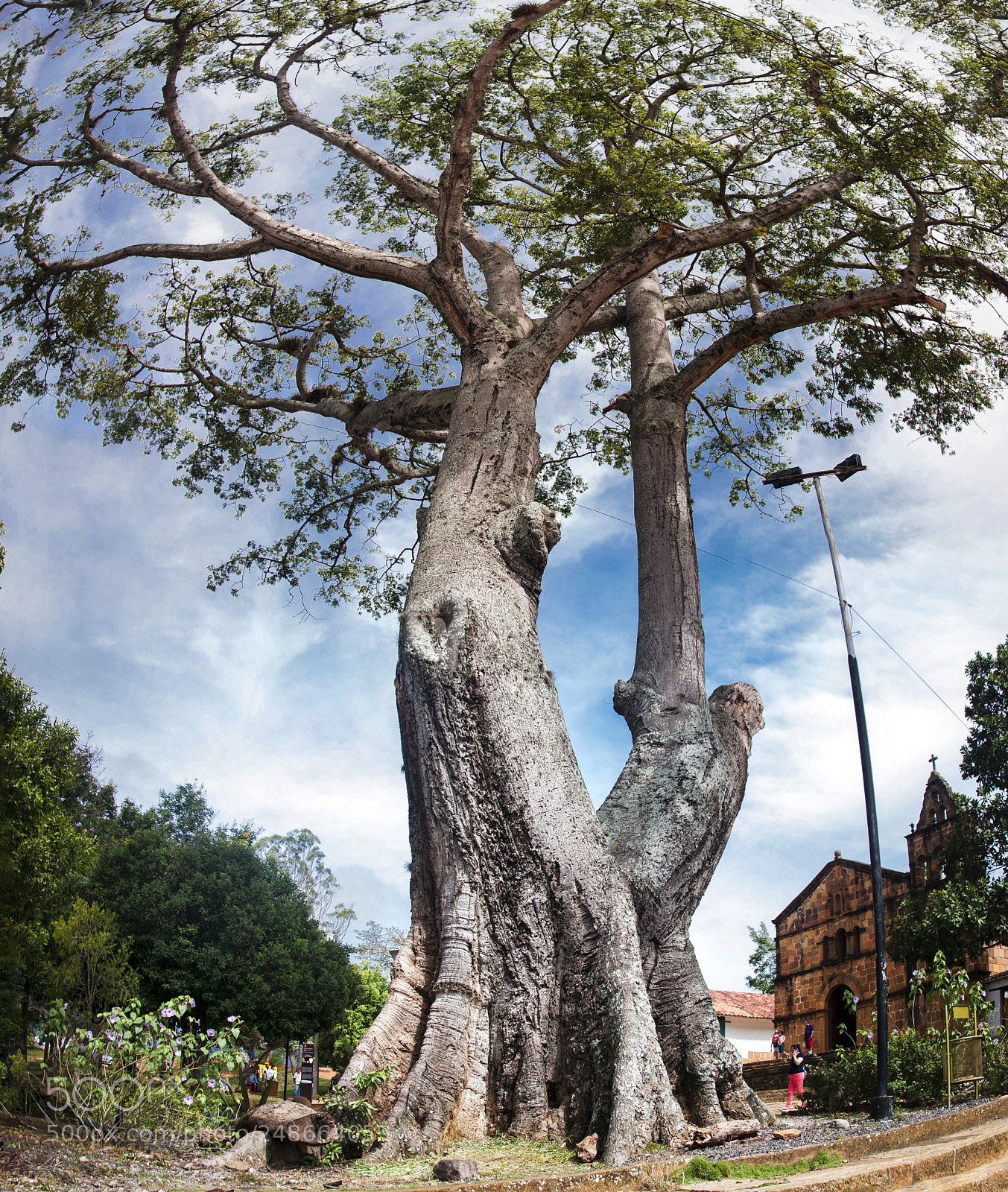 Nikon D90 sample photo. Arbol photography