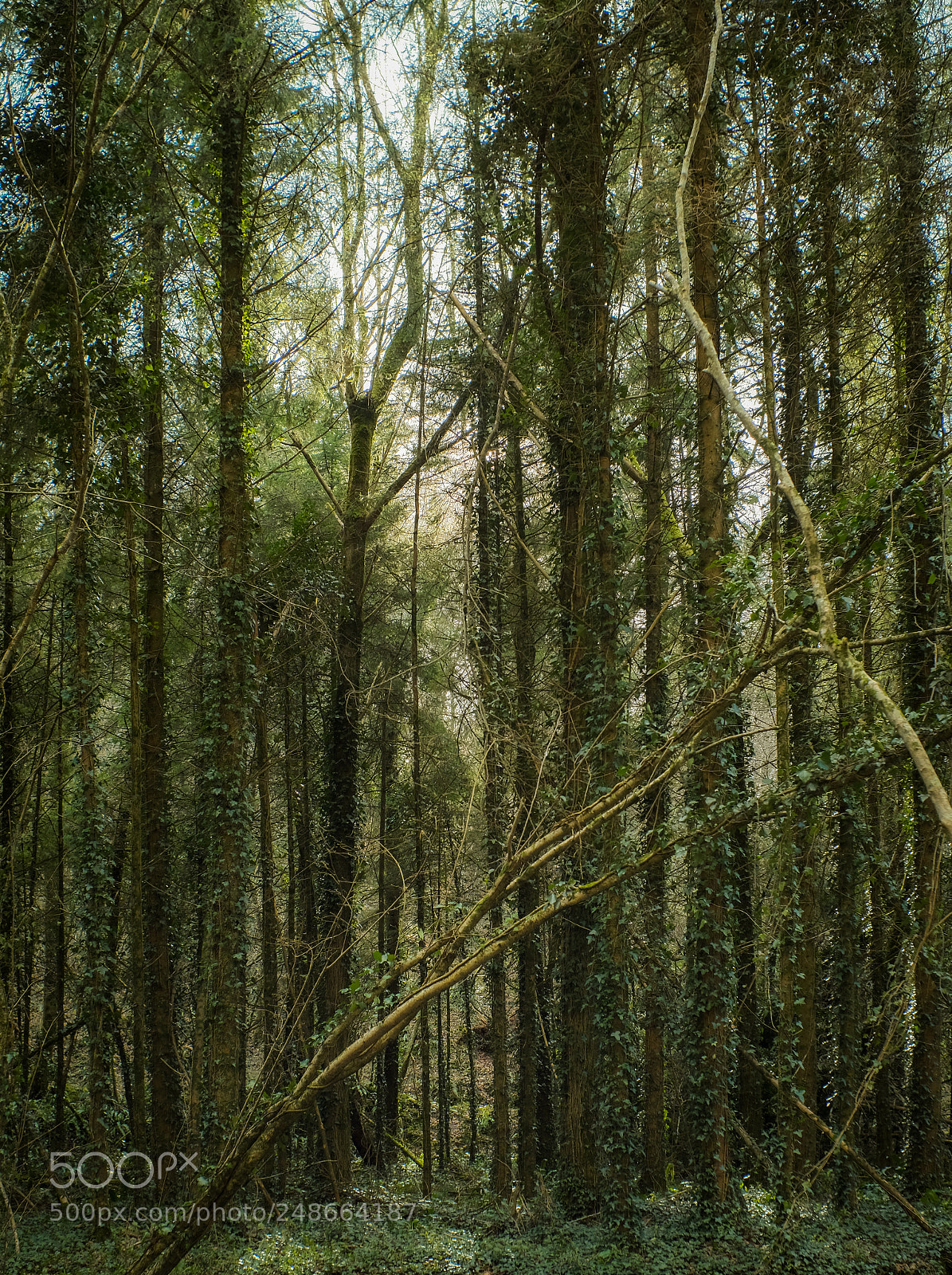 Fujifilm X-H1 sample photo. Wood for the trees photography