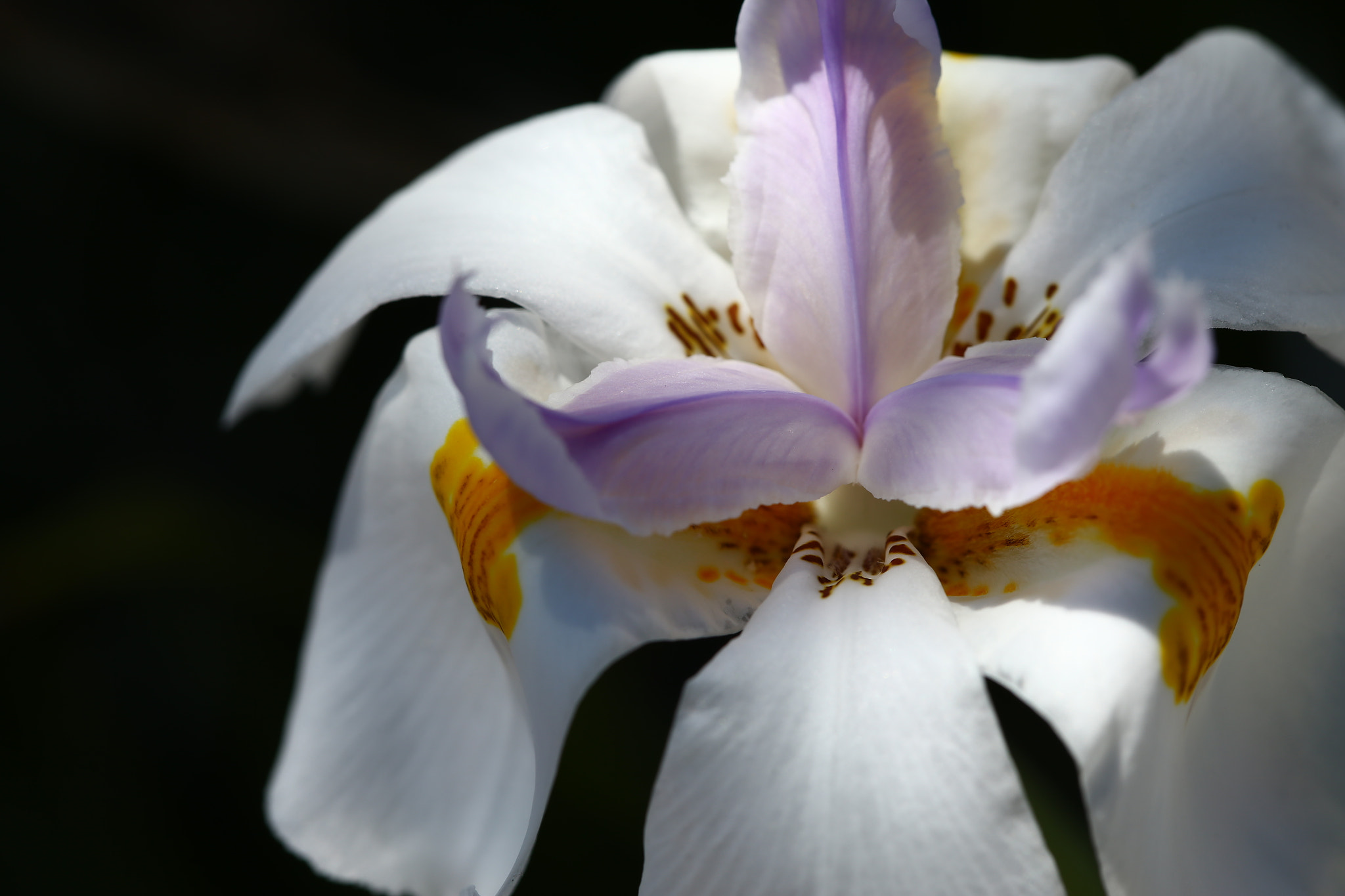 Canon EF 100mm F2.8 Macro USM sample photo. Agu photography