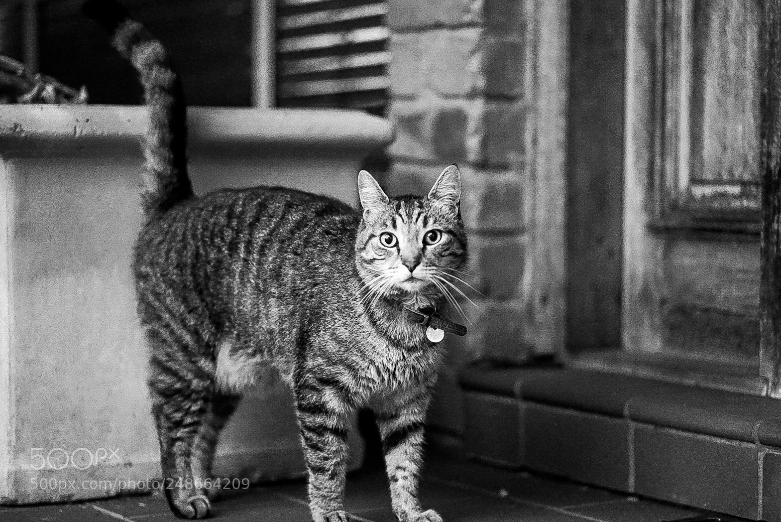 Sony a7 II sample photo. Ferguson photography