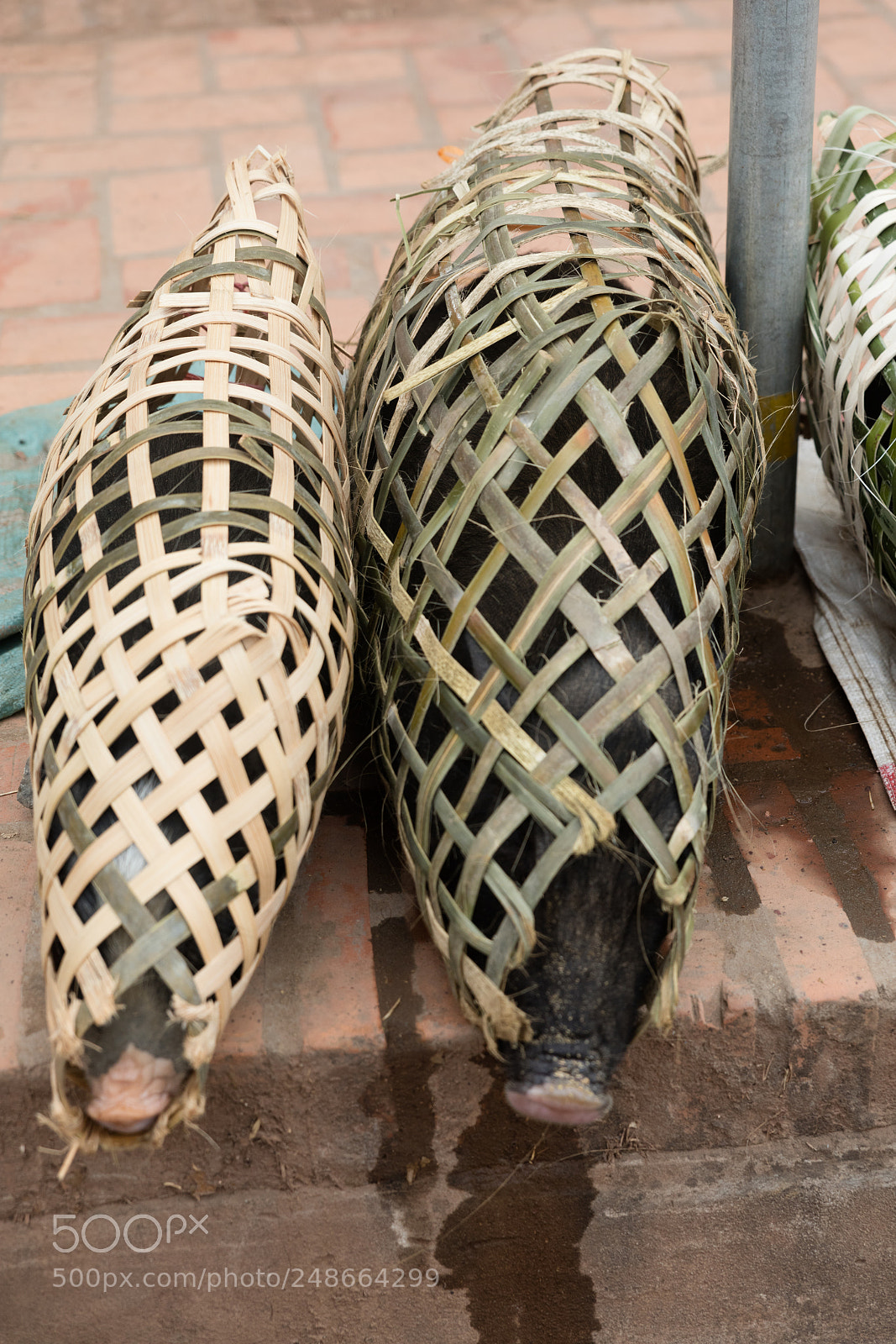 Canon EOS 5DS R sample photo. Boars at market photography