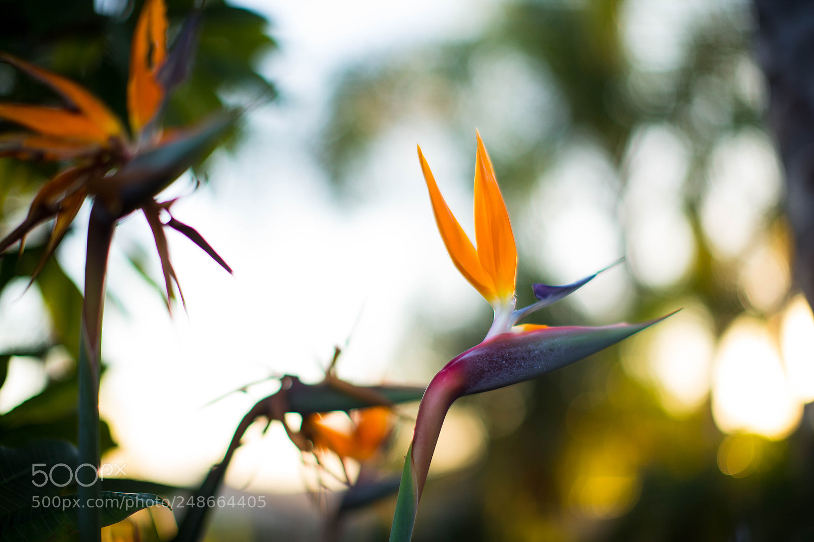 Canon EOS-1D X sample photo. Agu photography