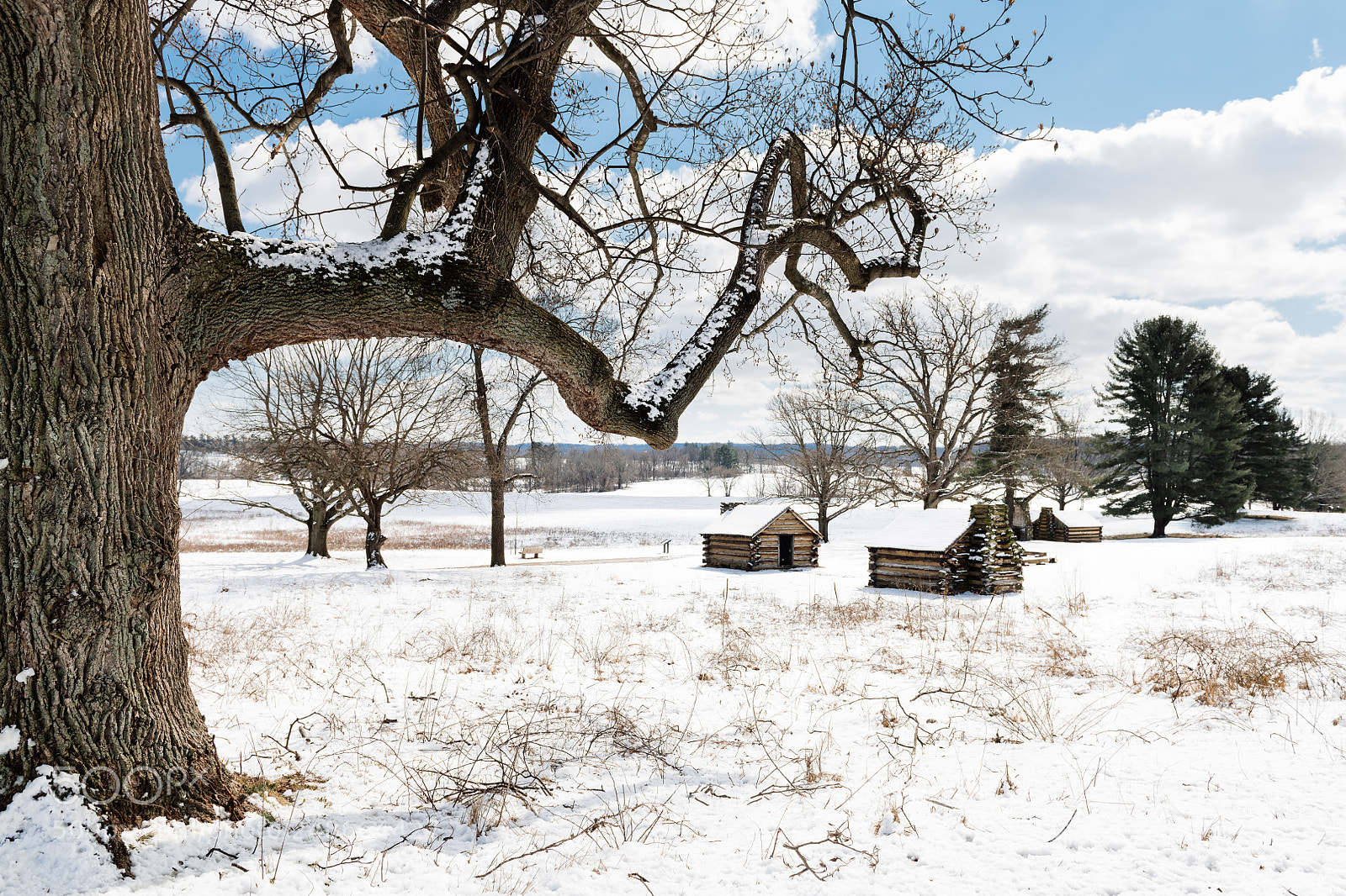 Nikon D850 sample photo. 66/365 photography
