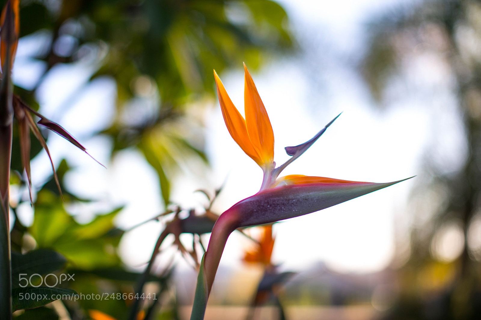 Canon EOS-1D X sample photo. Agu photography