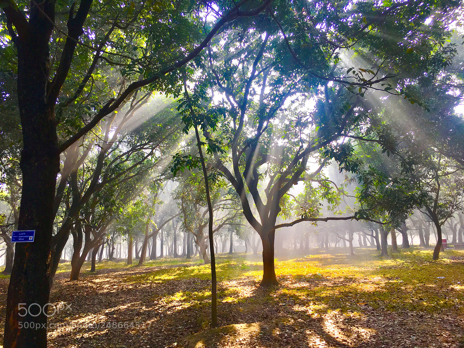 Apple iPhone 6s sample photo. Sunshine through the trees .. photography