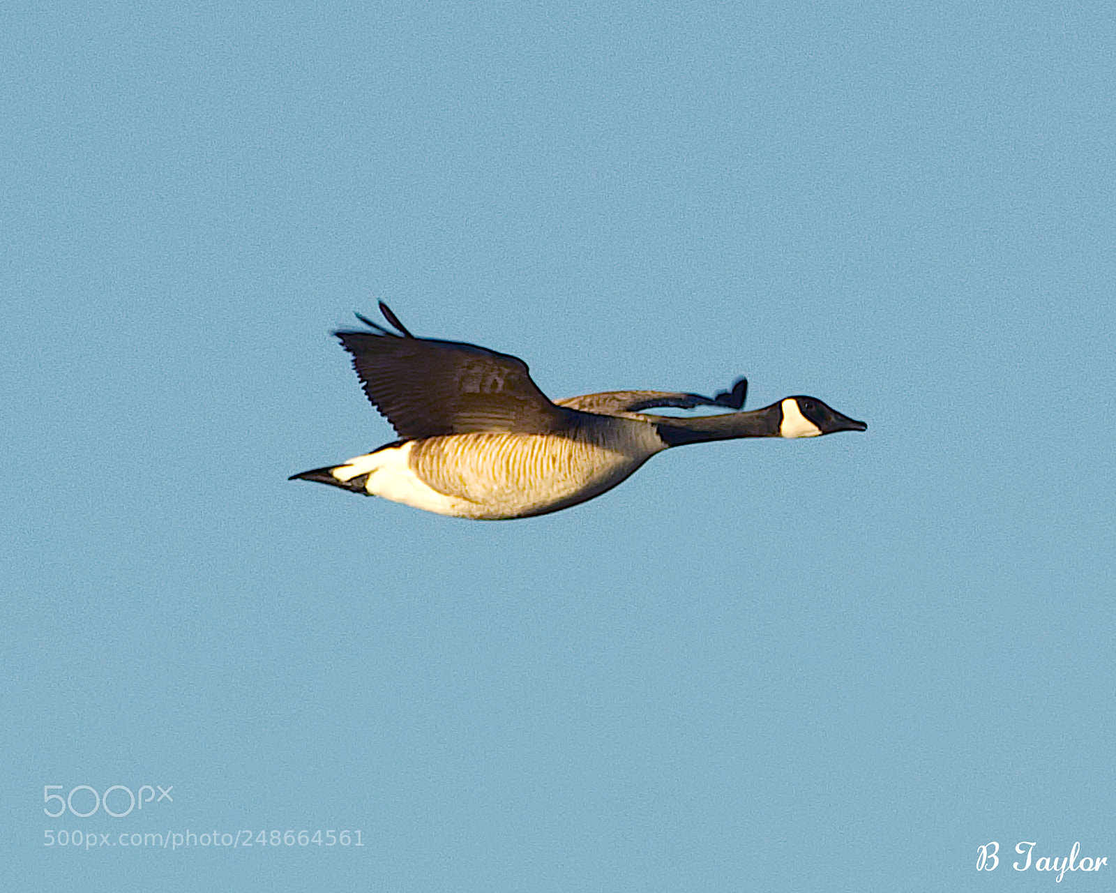 Sony SLT-A57 sample photo. Level flight goose photography