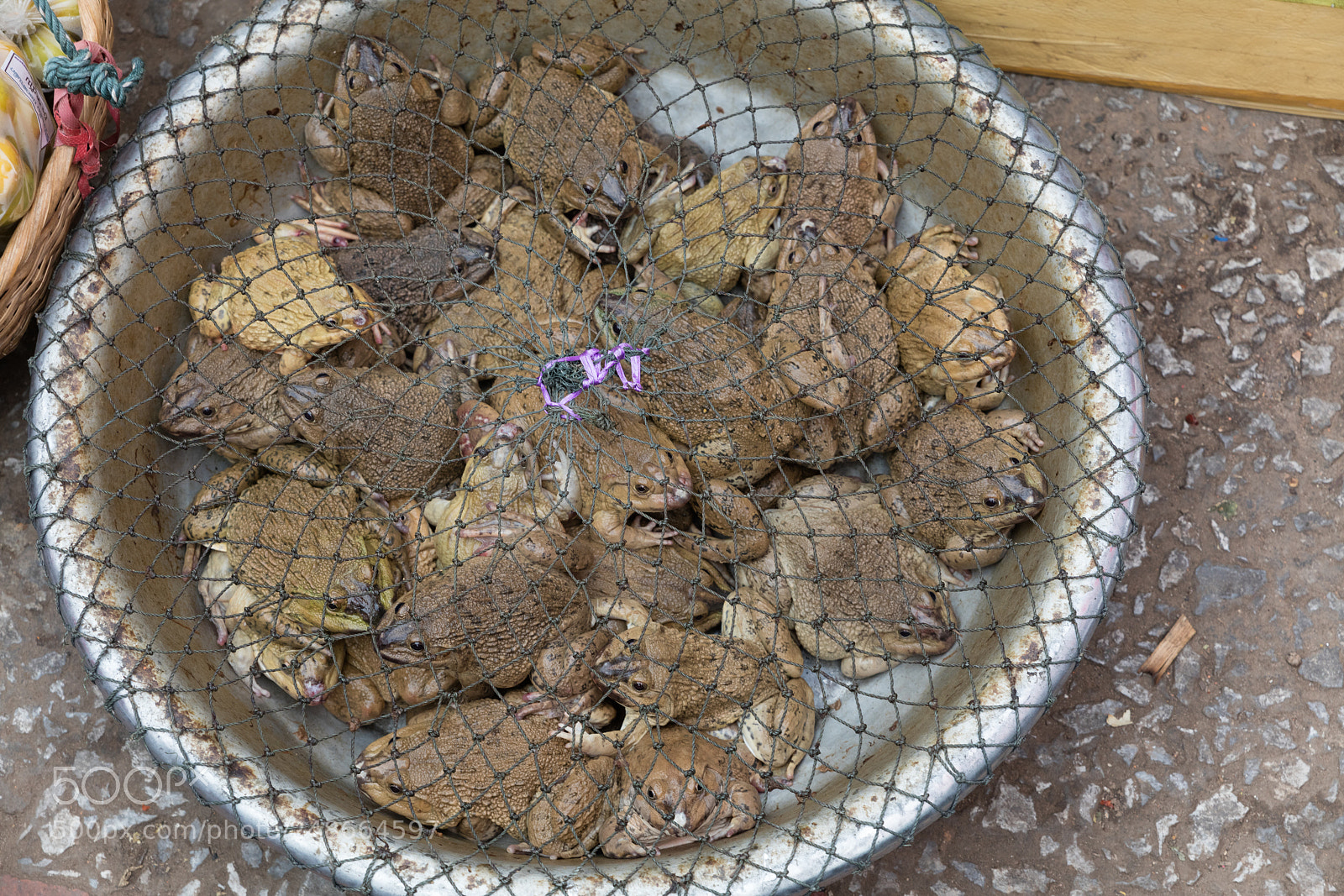 Canon EOS 5DS R sample photo. Frogs in the market photography