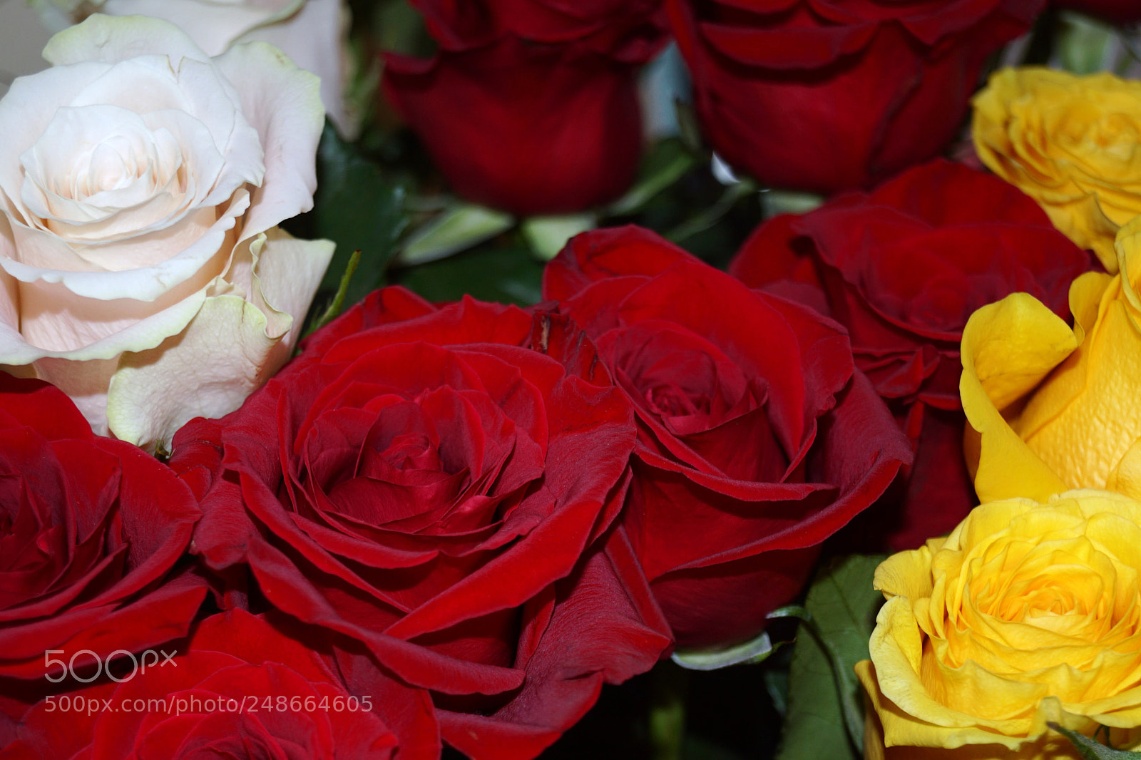 Sony SLT-A68 sample photo. Beautiful roses photography