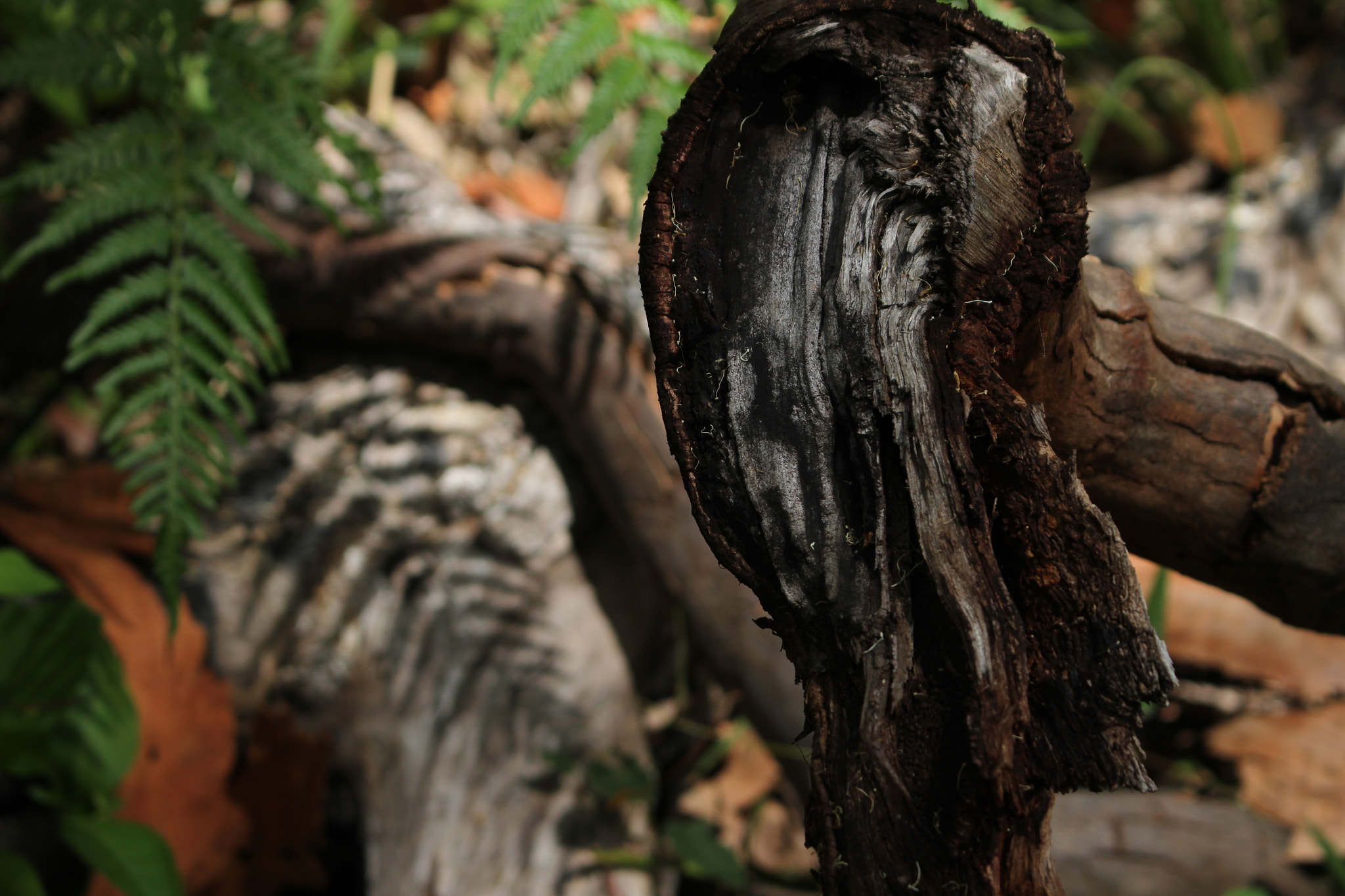 Canon EOS 7D sample photo. Log life photography