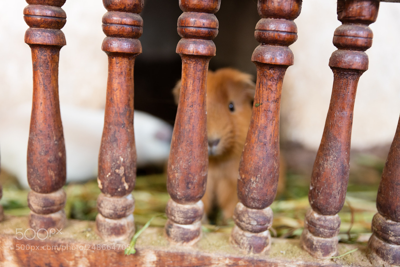 Canon EOS 5DS R sample photo. Guinea pig in captivity photography