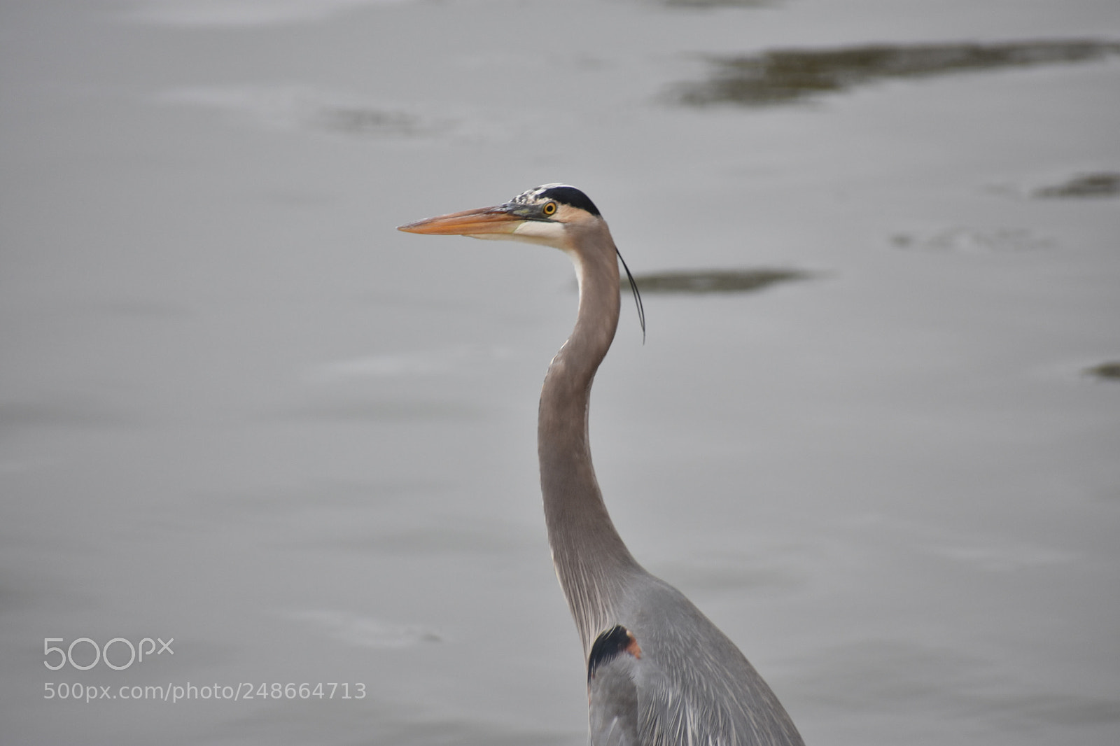 Nikon D3400 sample photo. Heron photography