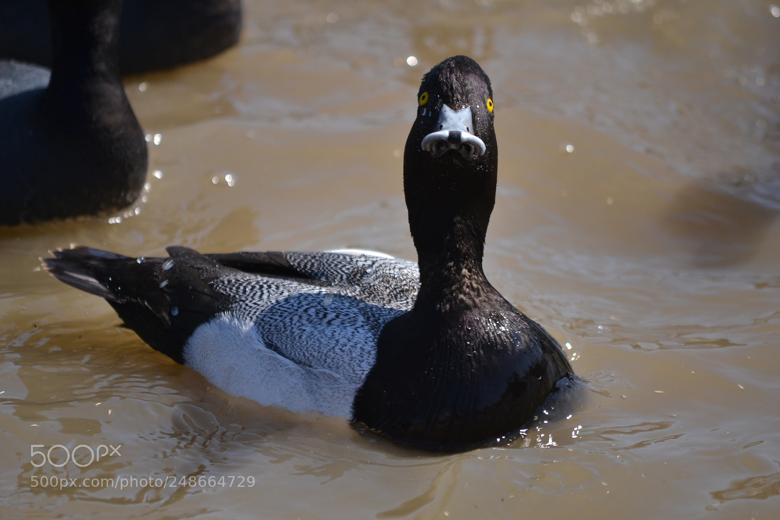 Nikon D3100 sample photo. Duck photography