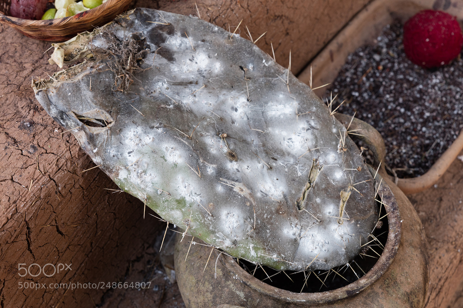 Canon EOS 5DS R sample photo. Cottony cushion scale photography
