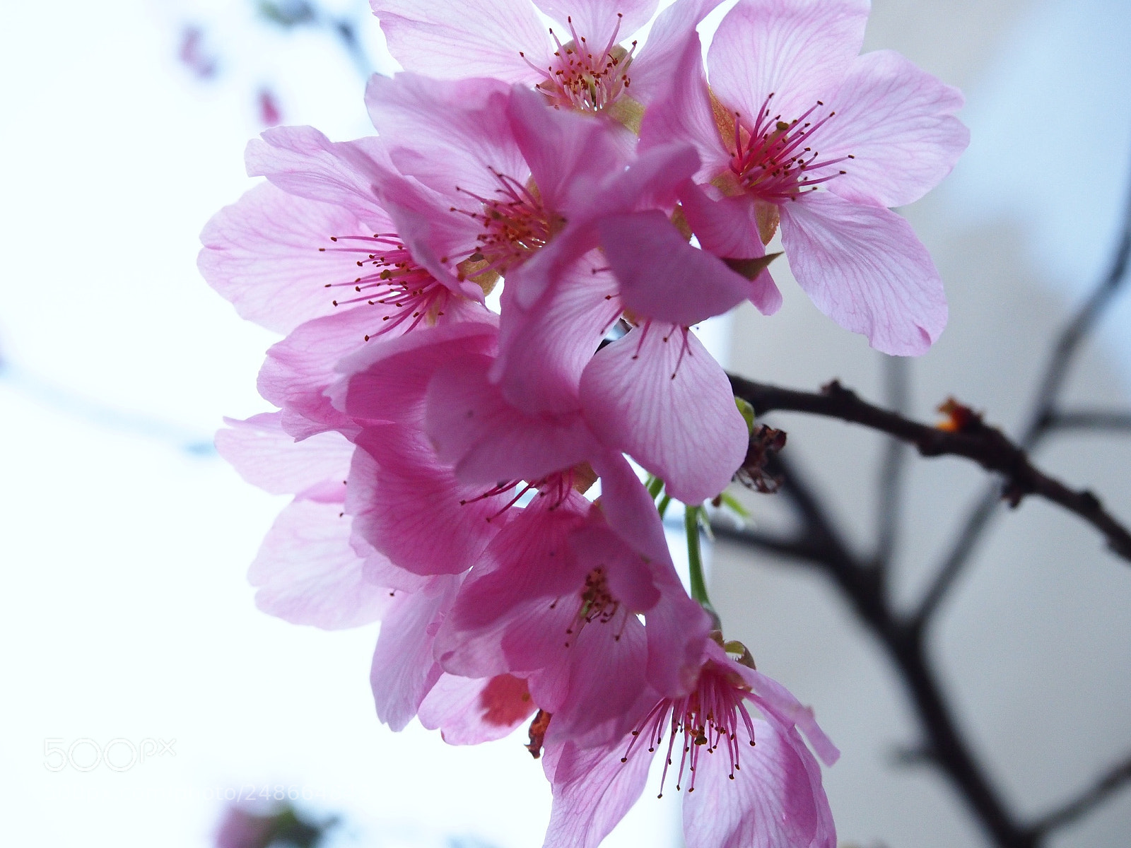 Olympus PEN E-PL6 sample photo. This morning cherry flower photography