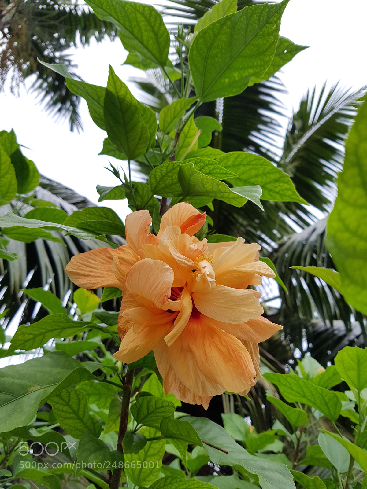 Samsung Galaxy S7 Edge sample photo. Flower photography
