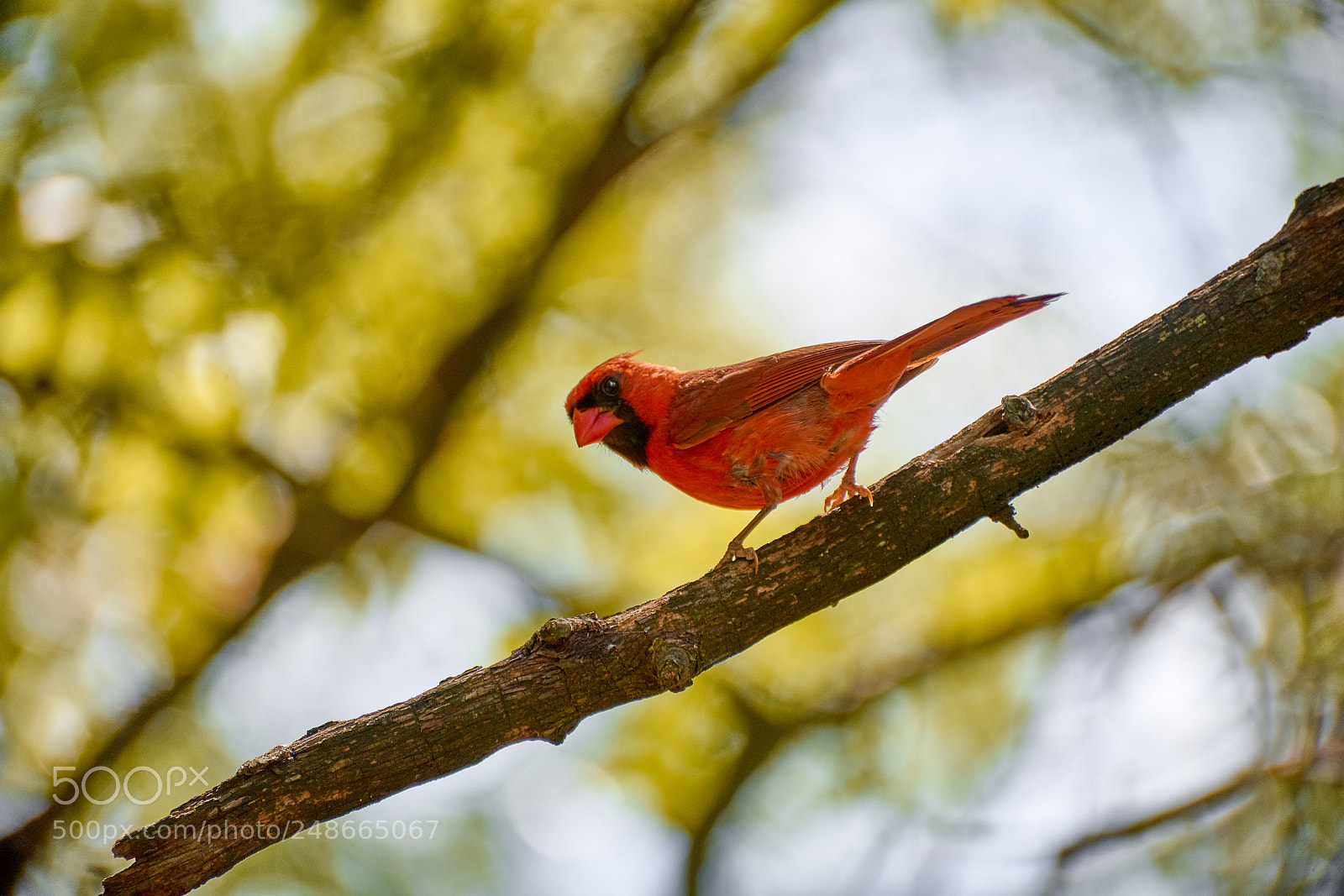 Sony a7 II sample photo. * sunny day in nature * photography