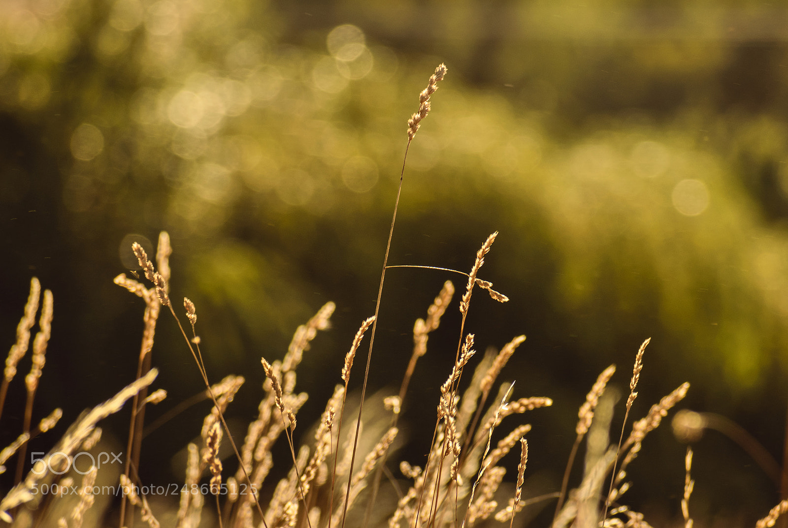Nikon D5300 sample photo. Countryside photography