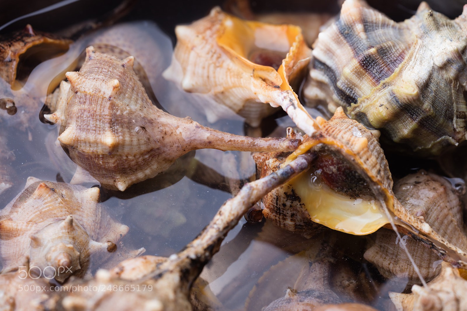 Canon EOS 5DS R sample photo. Sea snail,close up photography