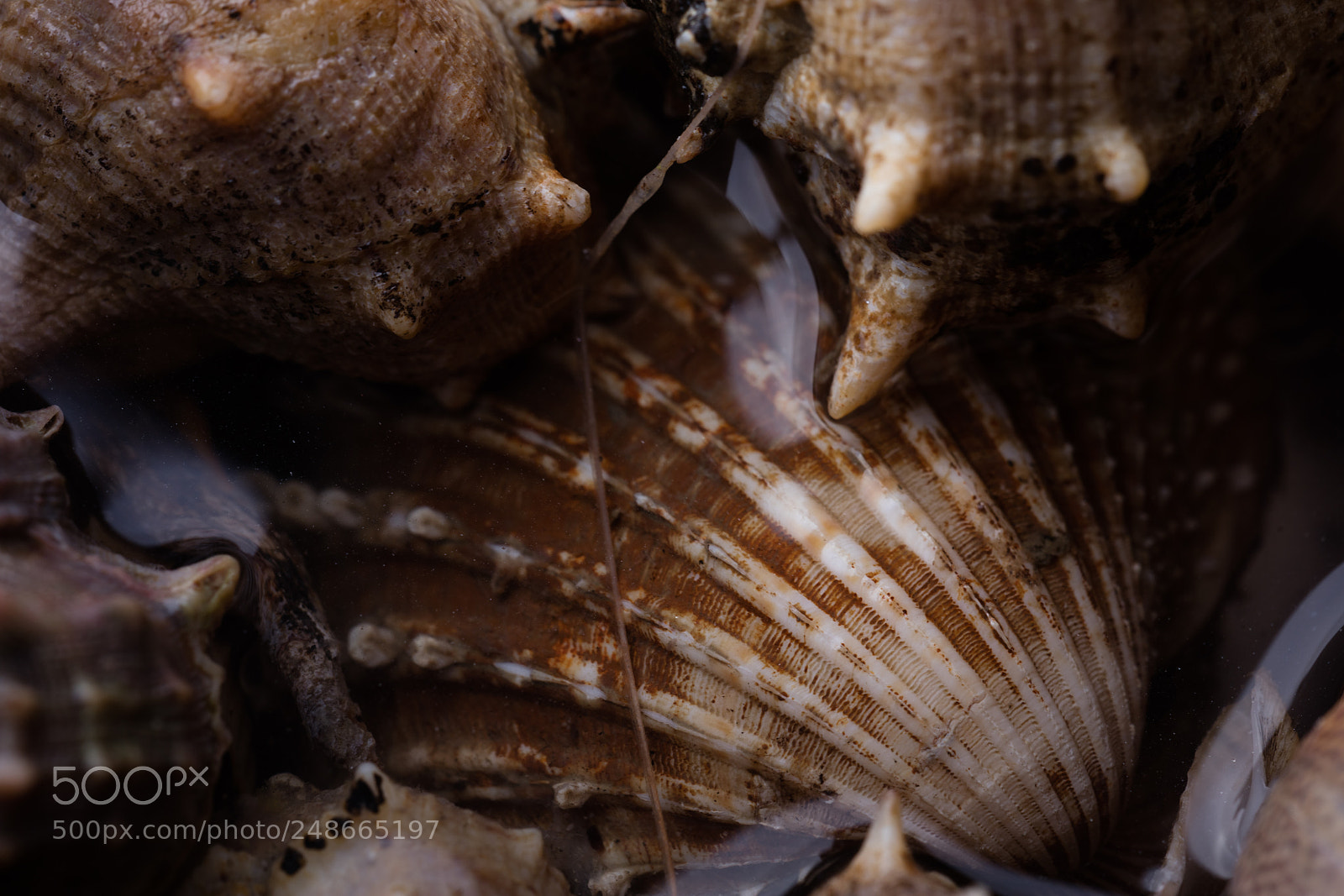 Canon EOS 5DS R sample photo. Sea snail,close up photography