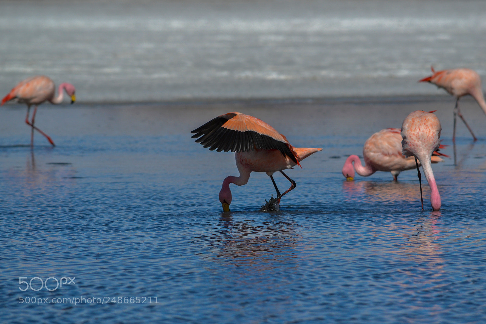 Nikon D3100 sample photo. Flamingo photography
