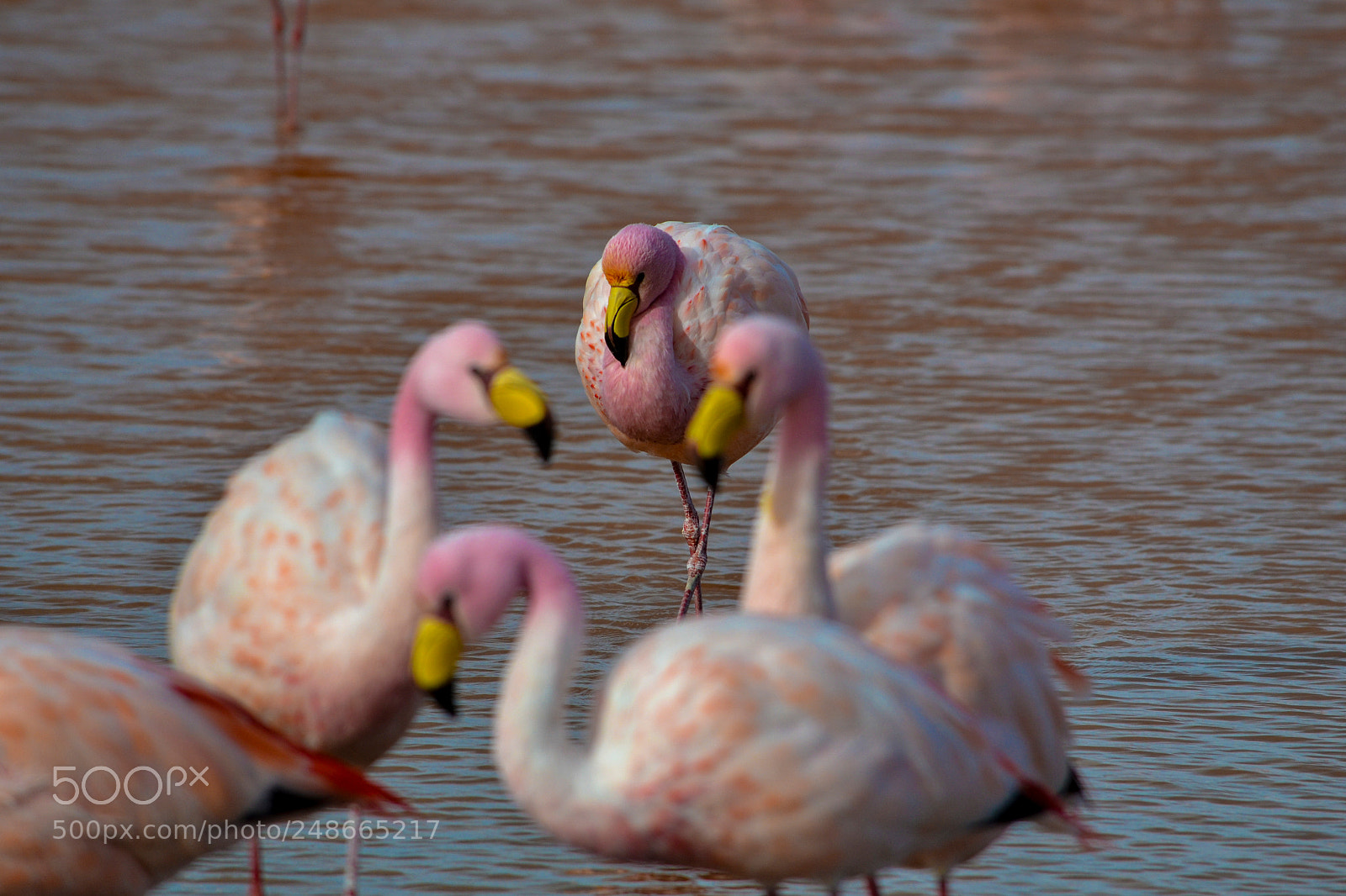 Nikon D3100 sample photo. The shy flamingo photography
