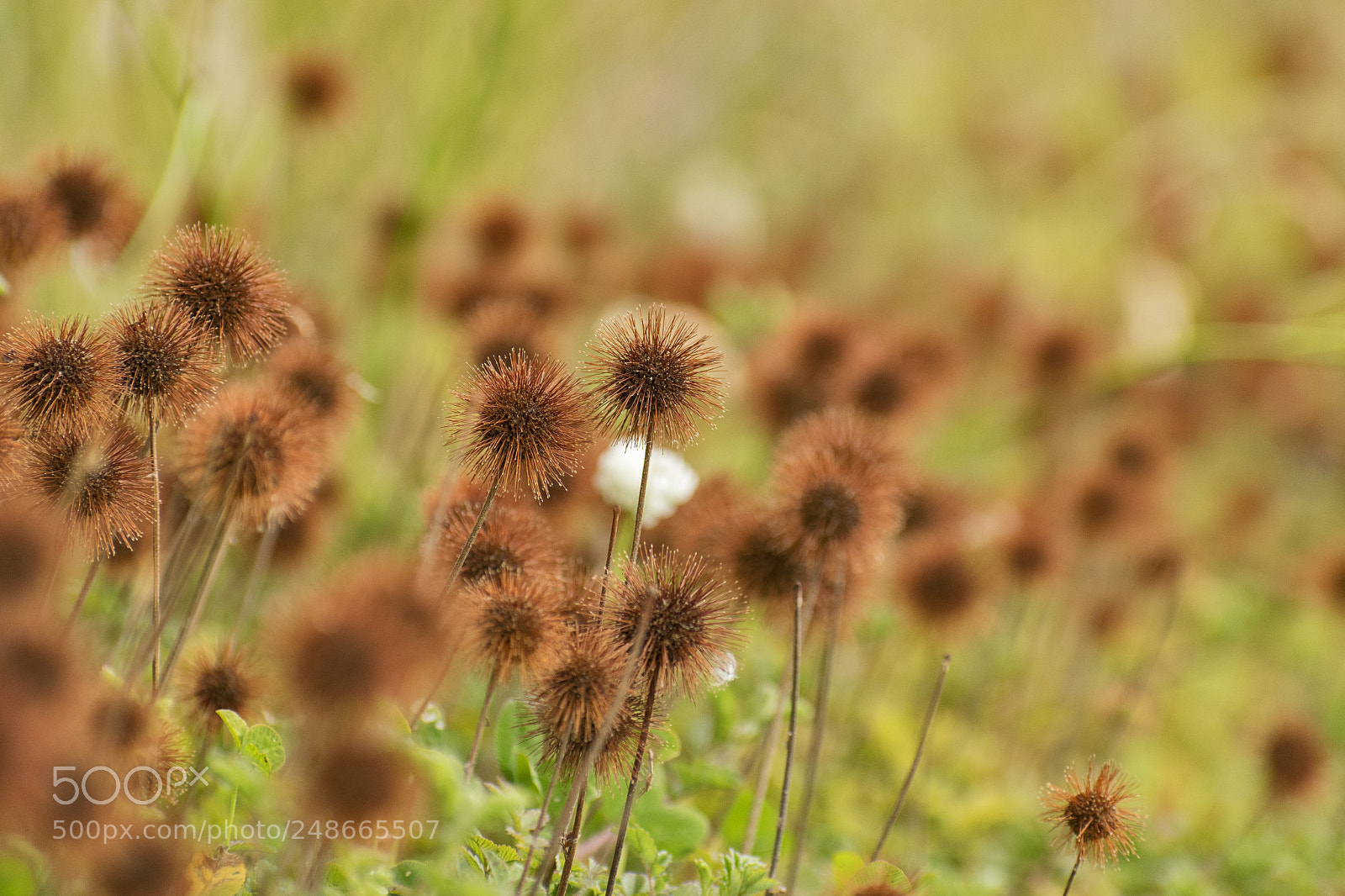 Nikon D5300 sample photo. Cadillos photography