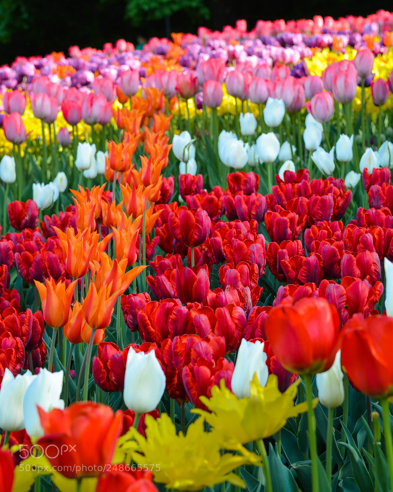 Nikon D5200 sample photo. Happy international women's day! photography