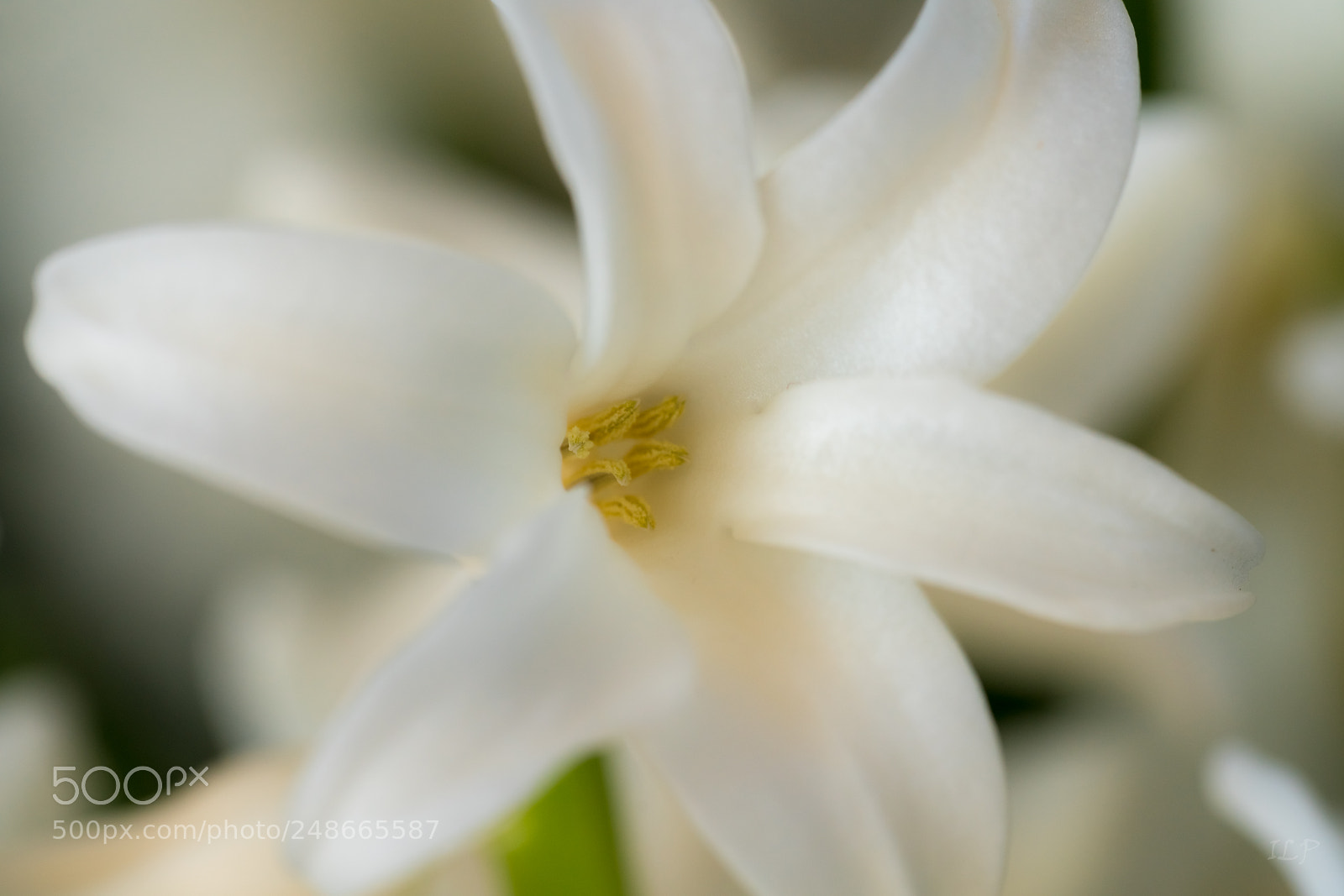 Sony a7R III sample photo. Dream in white photography