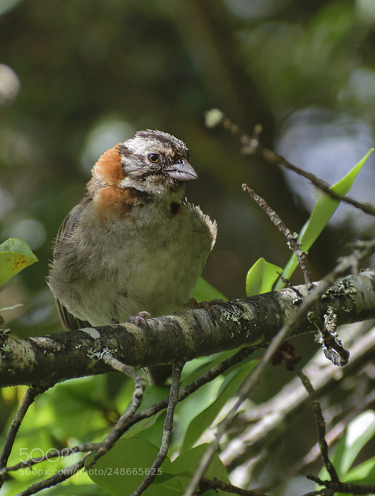 Nikon D5300 sample photo. Rufous collared sparrow photography