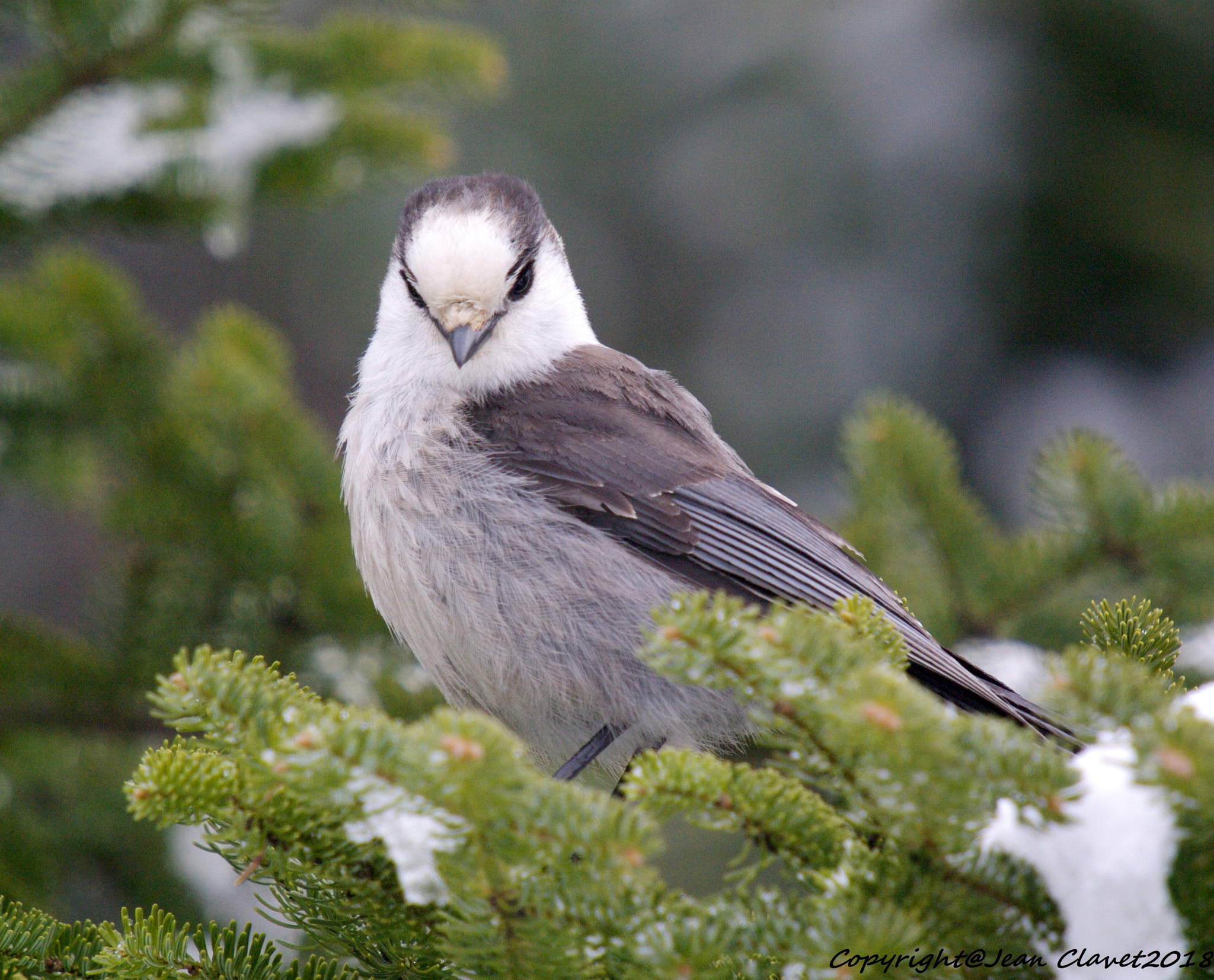 Pentax K-7 sample photo. Mésangeai du canada /grey jay photography