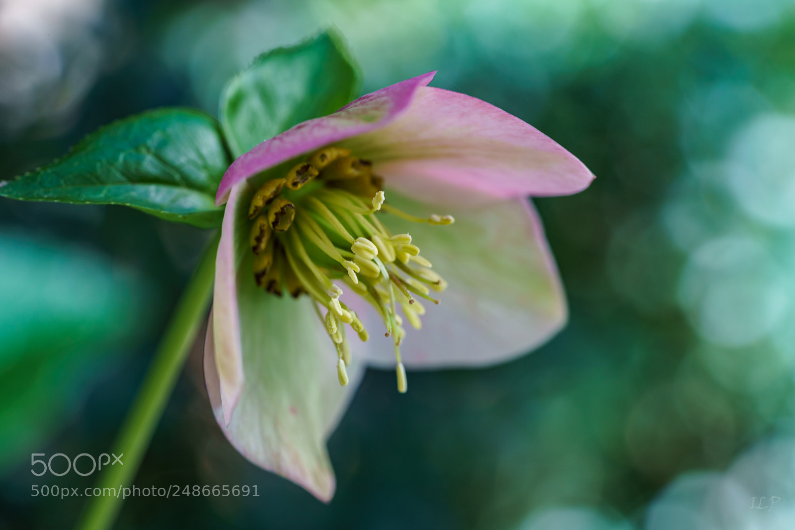 Sony a7R III sample photo. Hellebore photography