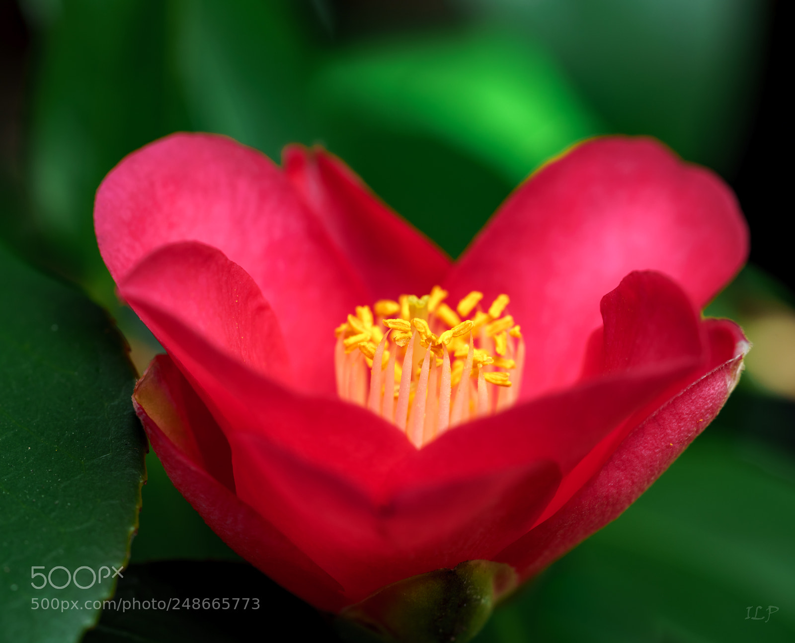 Sony a7R III sample photo. ? photography