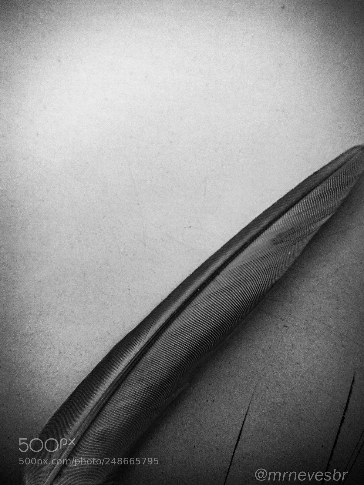 ASUS ZenFone 3 Max (ZC553KL) sample photo. Feather photography