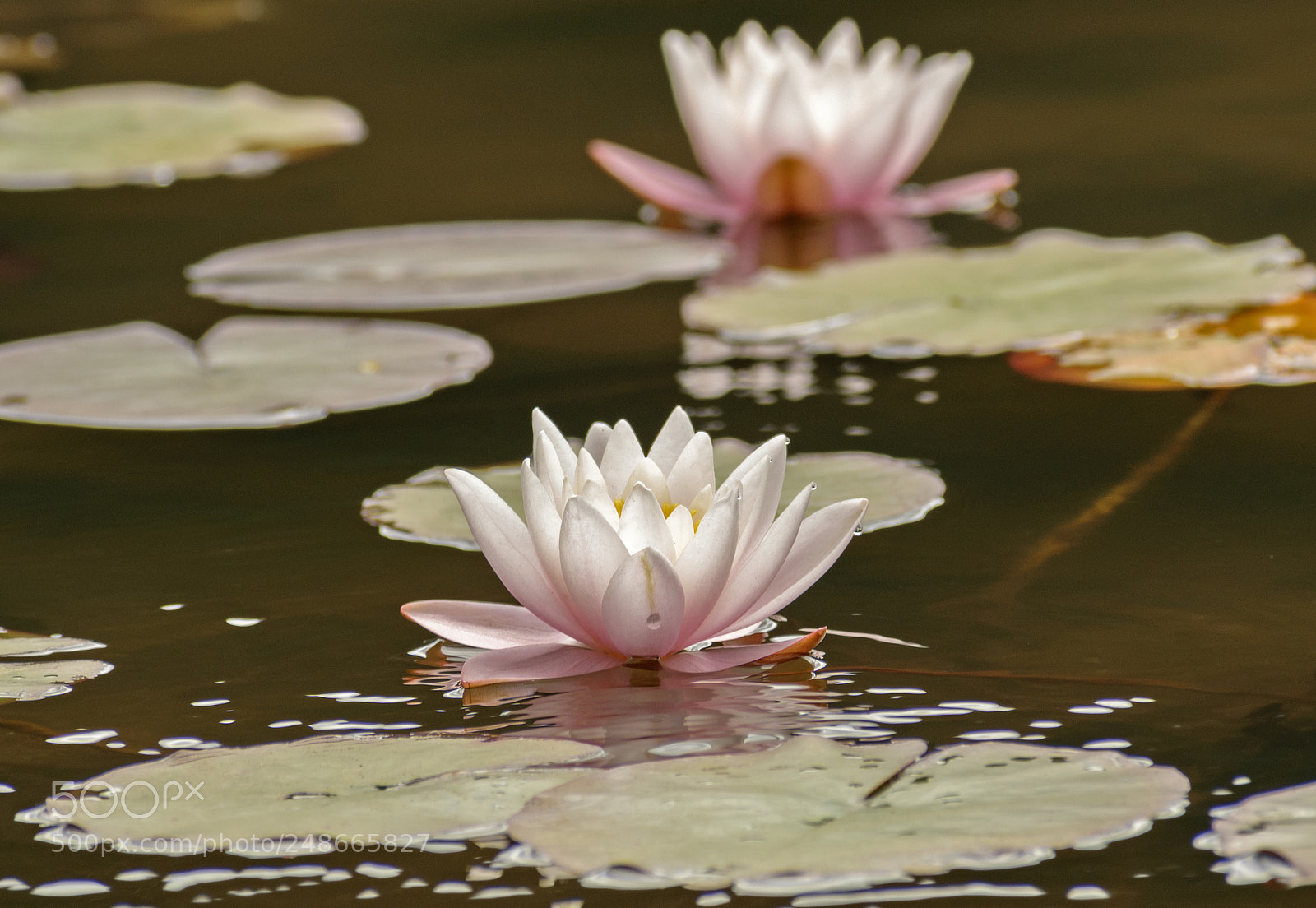 Nikon D5300 sample photo. Water lilies photography