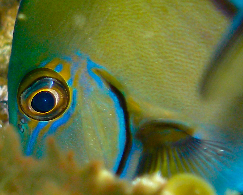 Olympus SP350 sample photo. Fish eye photography