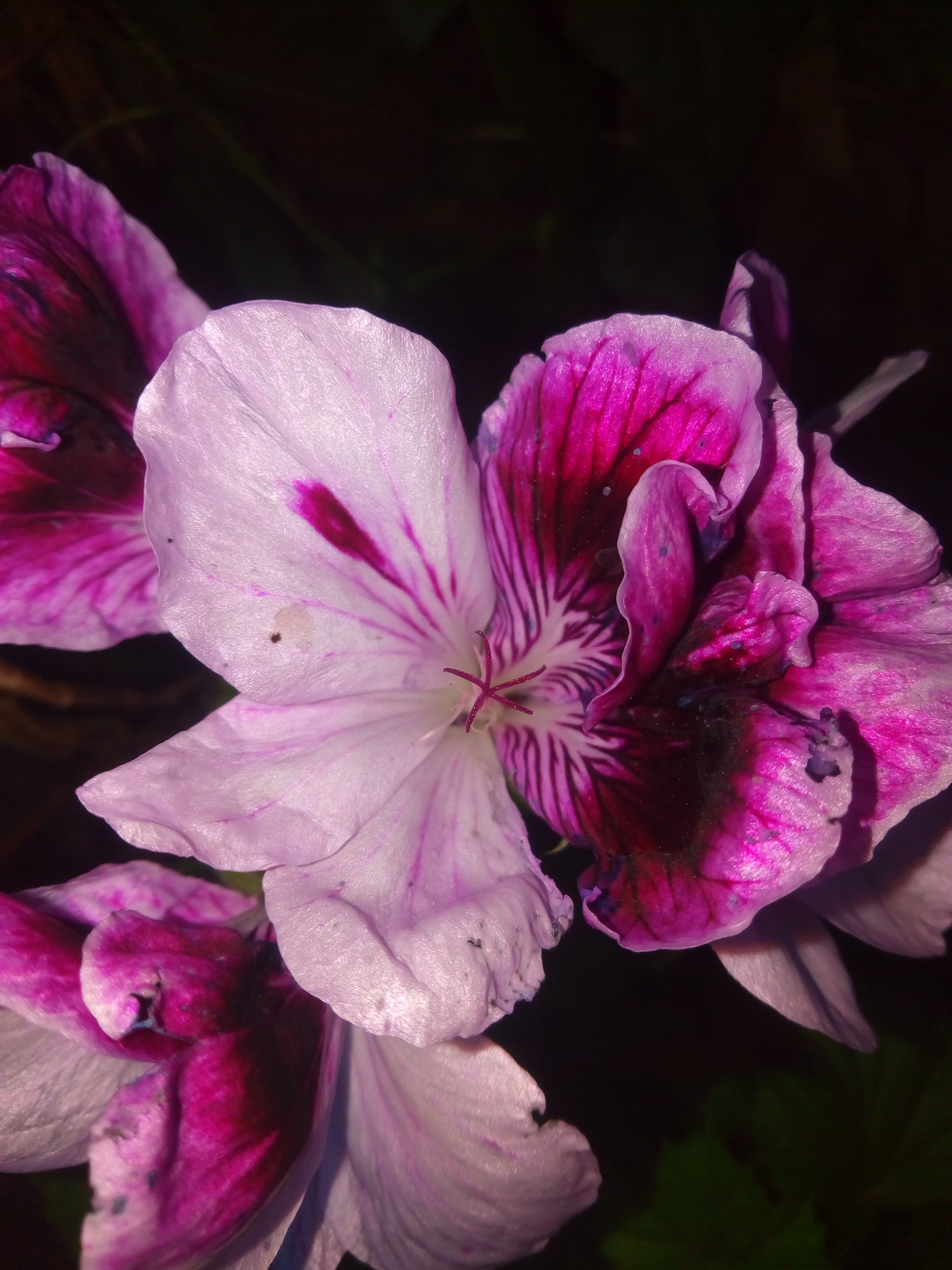 ZTE BLADE V6 sample photo. Flores photography