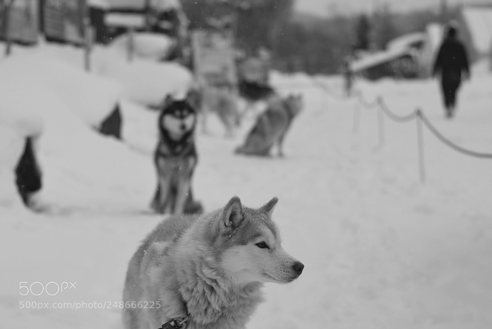Nikon D200 sample photo. Hokkaido, japan photography