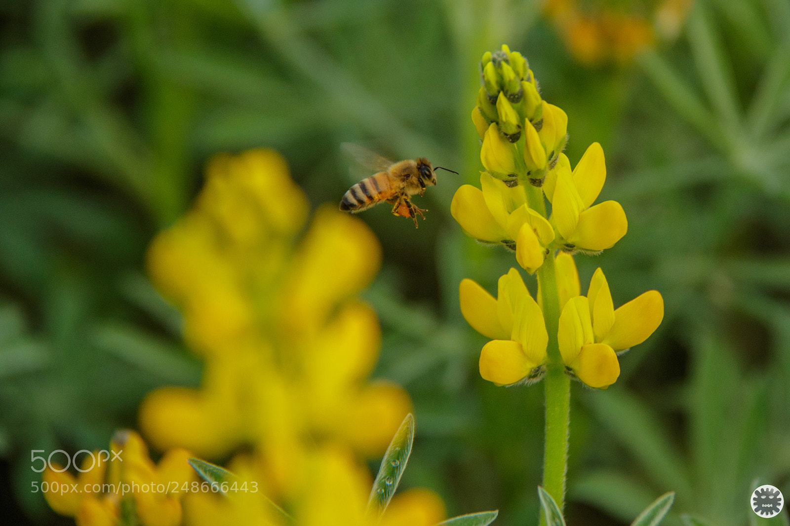 Canon EOS 7D Mark II sample photo. D photography