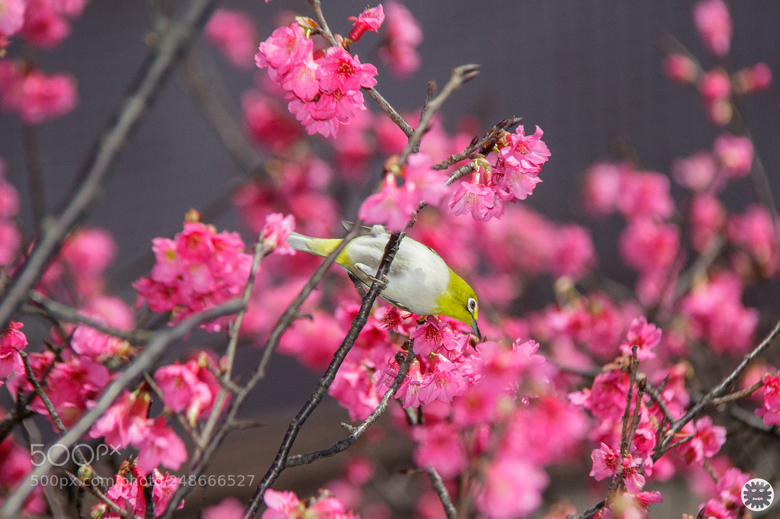 Canon EOS 7D Mark II sample photo. D photography
