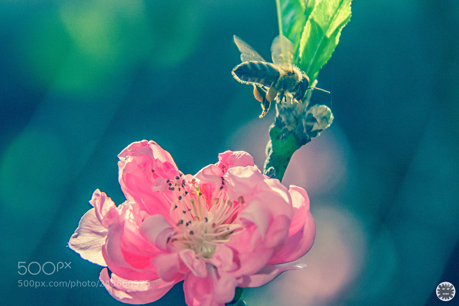 Canon EOS 7D Mark II sample photo. Untitled photography