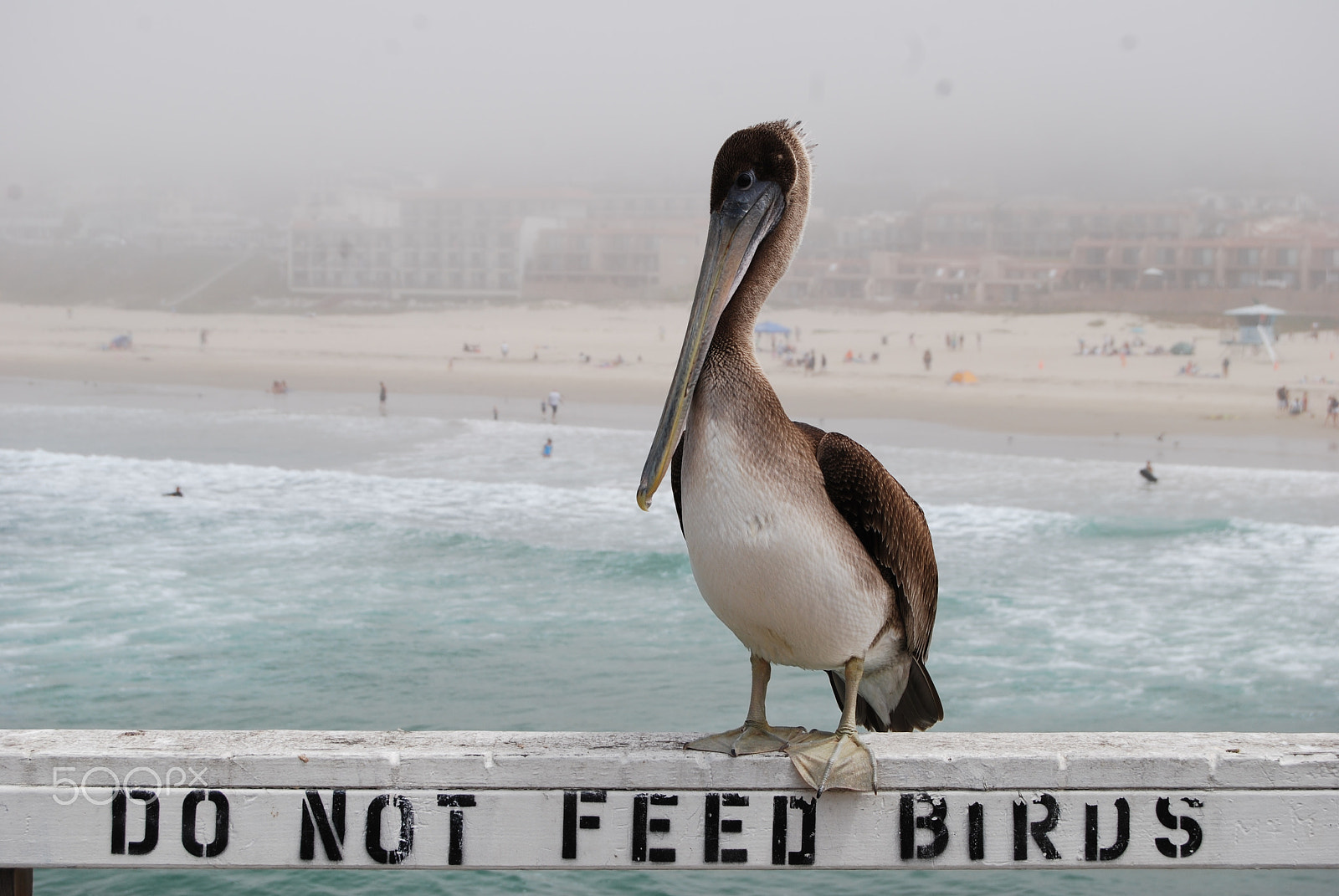 Nikon D40X sample photo. Pelican photography