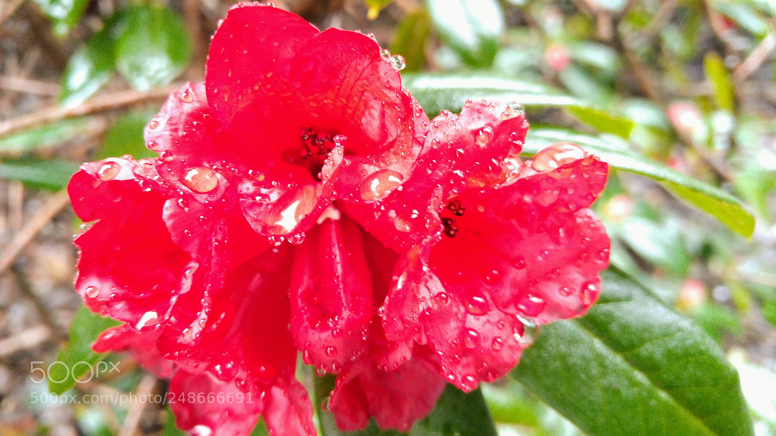LG G4 sample photo. Beautiful wet rhododendrons photography