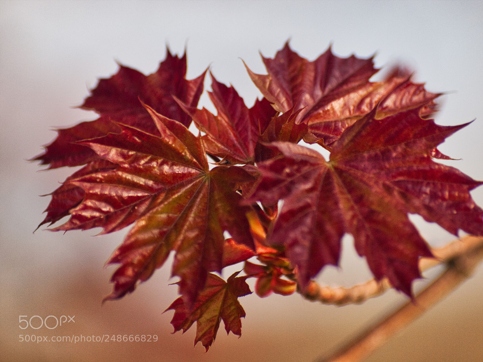 Olympus E-620 (EVOLT E-620) sample photo. Red leaves photography