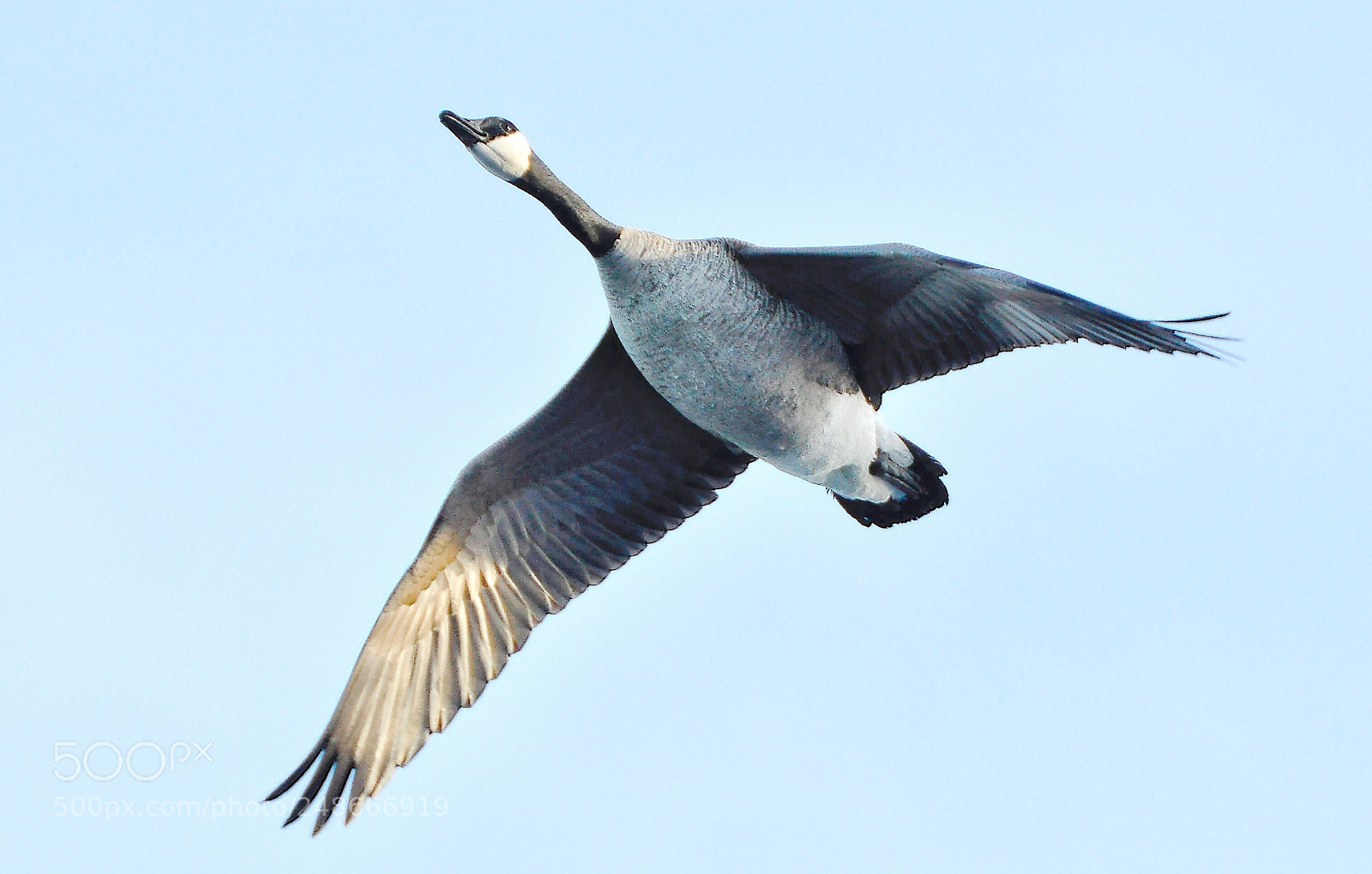 Nikon D90 sample photo. Canadian goose photography