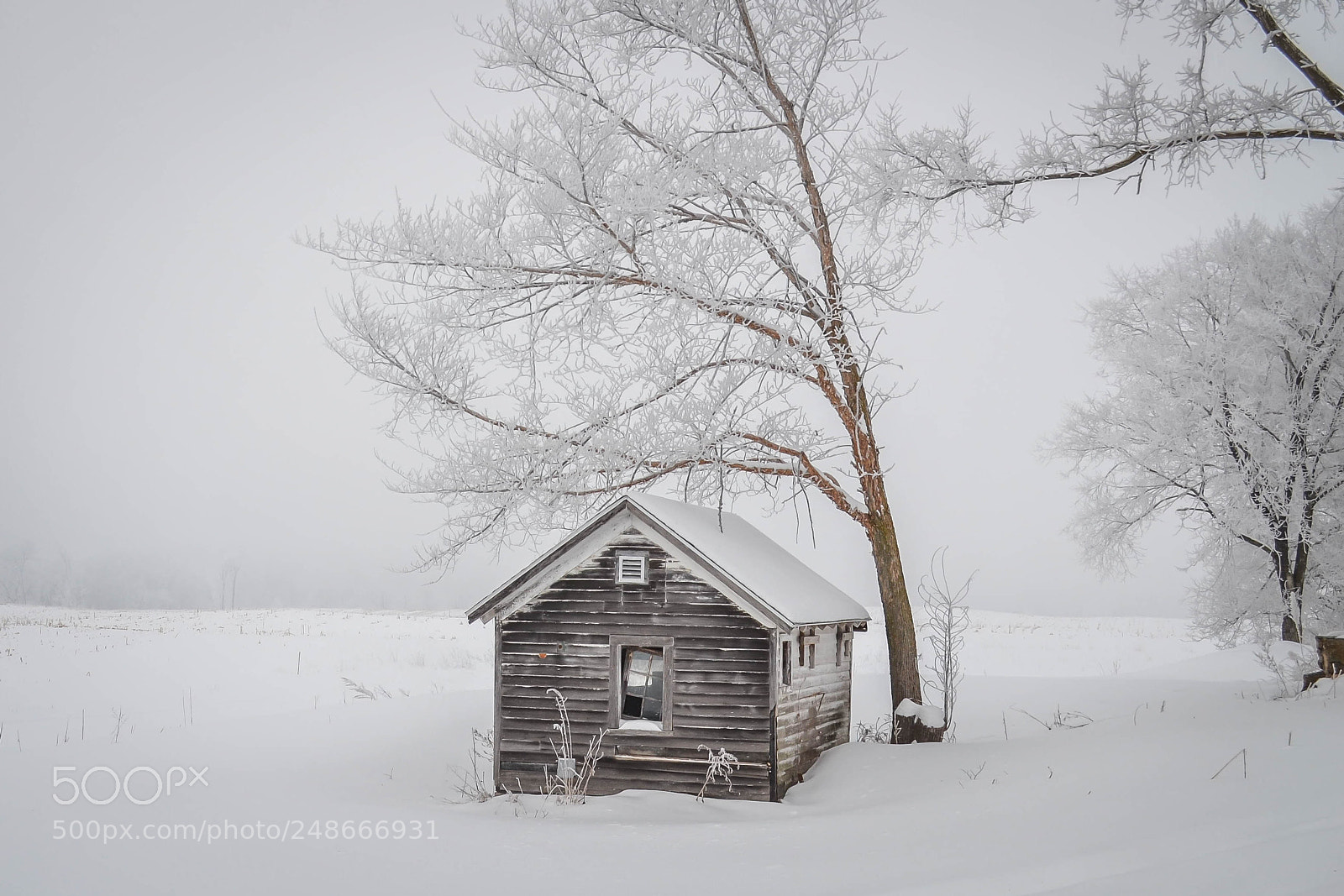 Nikon D3100 sample photo. Frozen photography