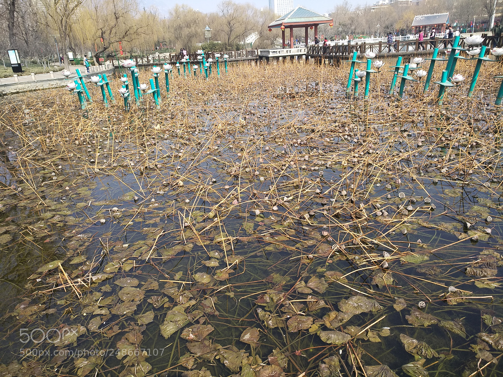 Xiaomi MI MAX 2 sample photo. Untitled photography